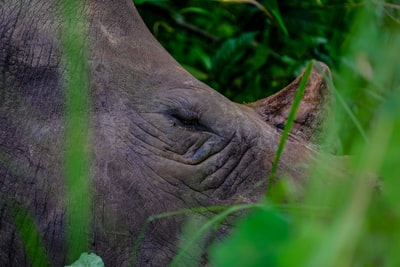 Tree of the rhino
